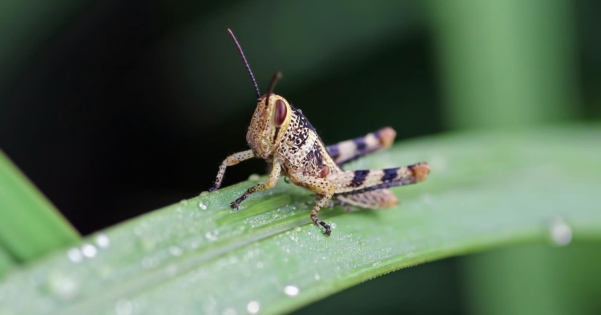 What is a software bug?